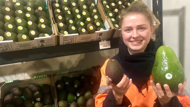 WA Fresh Delivered worker Jaemie Steward holds an avozilla next to an average avocado for comparison. 