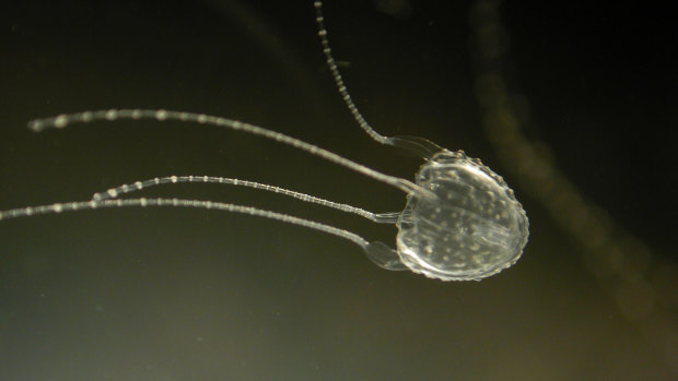An Irukandji jellyfish.