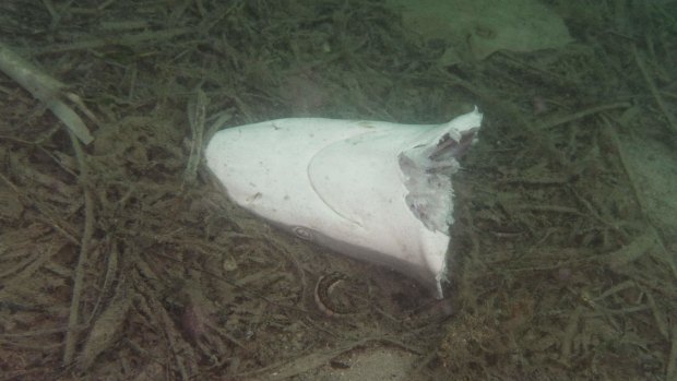 A dead shark used as bait by shark fishers to attract bigger species. 