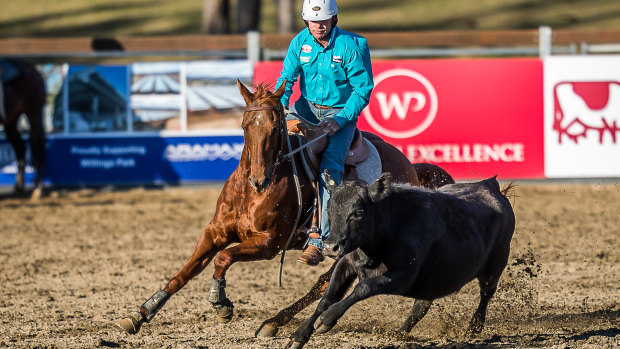 Canberra rider Steve Hart competes on God's Little Acre at the World Championship Gold Buckle Campdraft.

