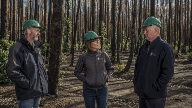 Kangaroo Island Plantation Timber's managing director Keith Lamb (left), director Shauna Black and forestry operations manager Brian Stewart among fire damaged blue gum trees that are still growing, but need to be harvested. 