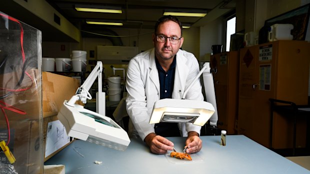 Professor Ross Thompson inspects a yabby at the University of Canberra.