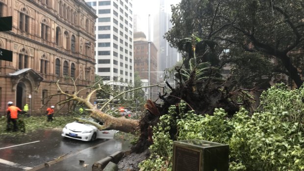 A tree fell in Bridge Street just before 1.30pm, crushing a car.