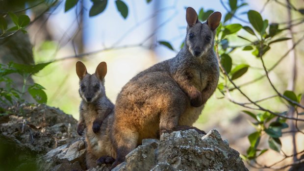 Brush-tailed rock wallabies.
