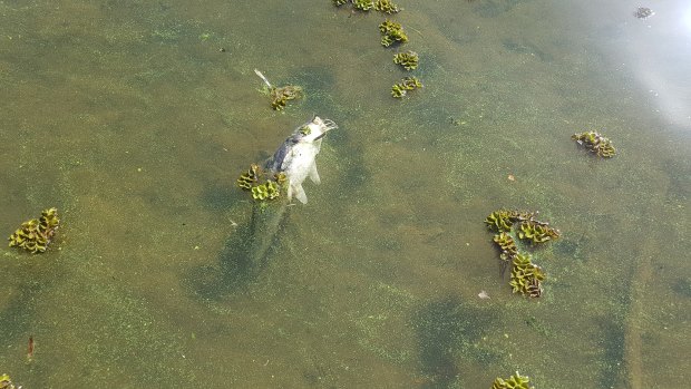 Pest Fishing Adventures co-founder Nicole also spotted a dead catfish in the lake.