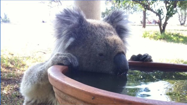 Usually, koalas get enough hydration from gum leaves. A scene like this in Gunnedah, NSW  “really tells you there’s something wrong”, says a researcher.