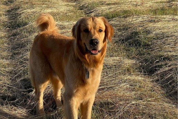 Wilbur, the farm dog.