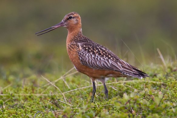 The federal environment minister will consider the impact of the Toondah Harbour on species including the vulnerable bar-tailed godwit.