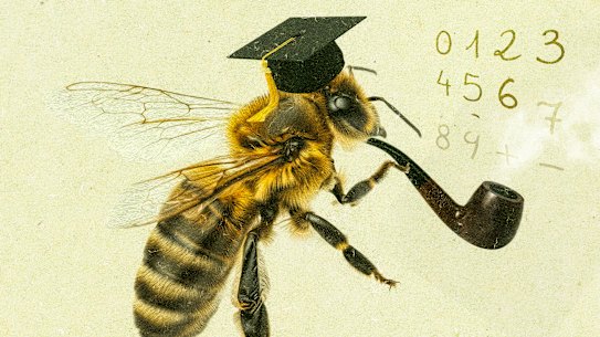 Honey bees are more clever than previously thought, able to distinguish between numbers up to the value of six.