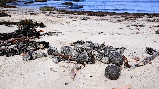 Black balls washed ashore at Gordons Bay in Sydney in October 2024.