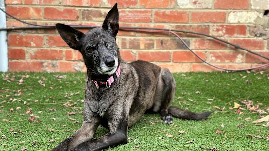 “So many people have cheered her on; many of whom also pitched in to help cover her hefty vet bill.”