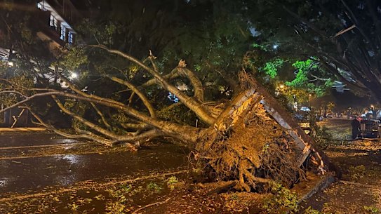 This tree fell onto a restaurant in the Brisbane suburb of Teneriffe during Cyclone Alfred.