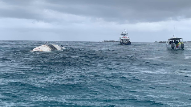 Whale carcass off Rottnest coast towed back out to sea after sharks shut swimming spots