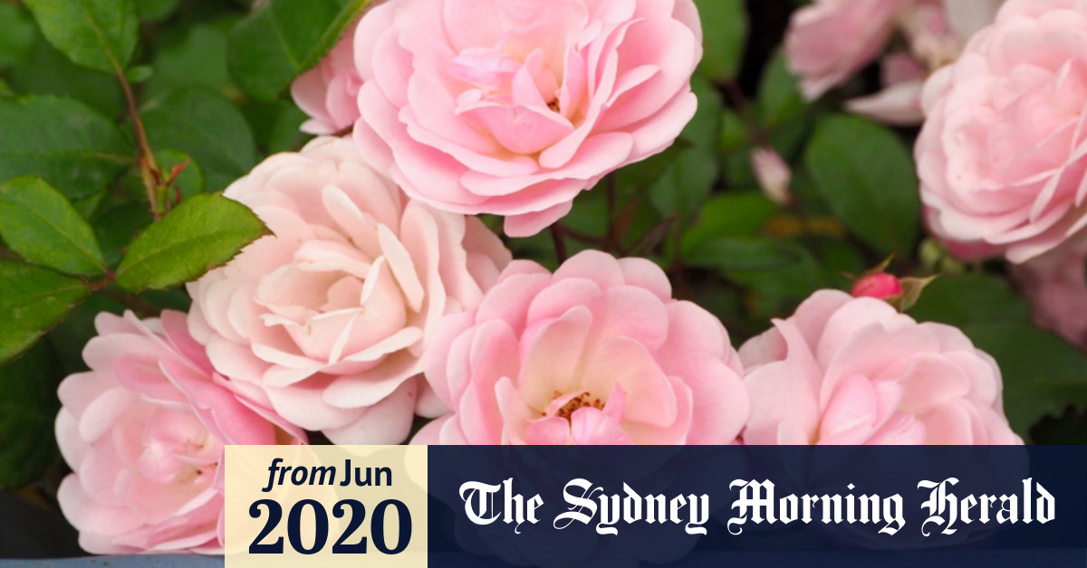 Big Toughies Perfect For Sydney The Forgotten Roses Of Alister Clark