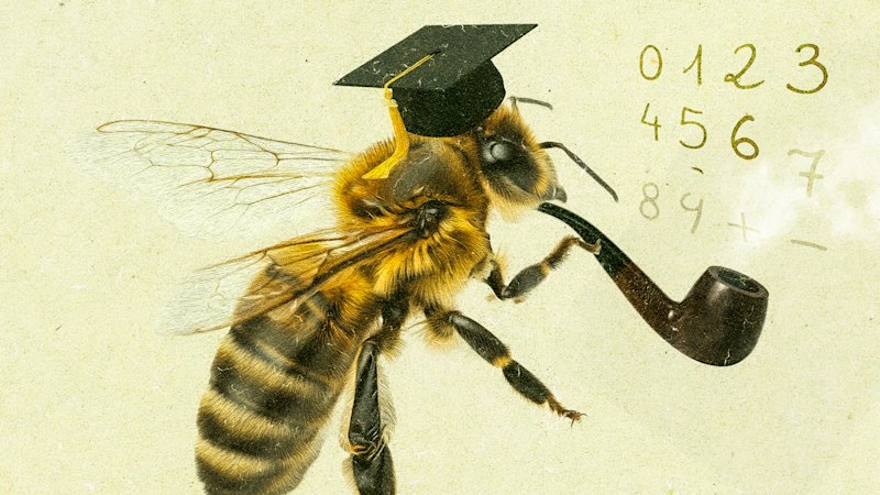 Scientists in a buzz over discovery that bees can understand numbers
