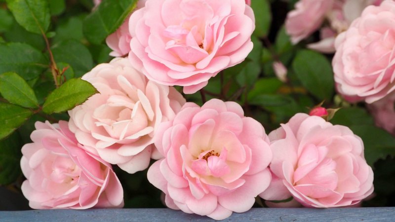 Big toughies perfect for Sydney the forgotten roses of Alister Clark