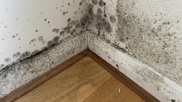 Hidden black mould revealed after renters pulled a couch from the wall, submitted to the Facebook page Don’t Rent Me.
