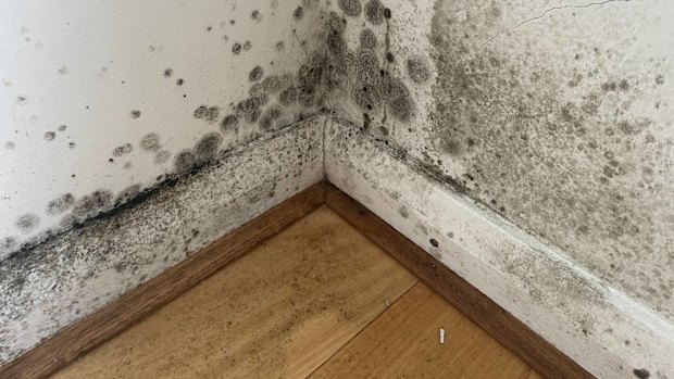 Hidden black mould revealed after renters pulled a couch from the wall, submitted to the Facebook page Don’t Rent Me.