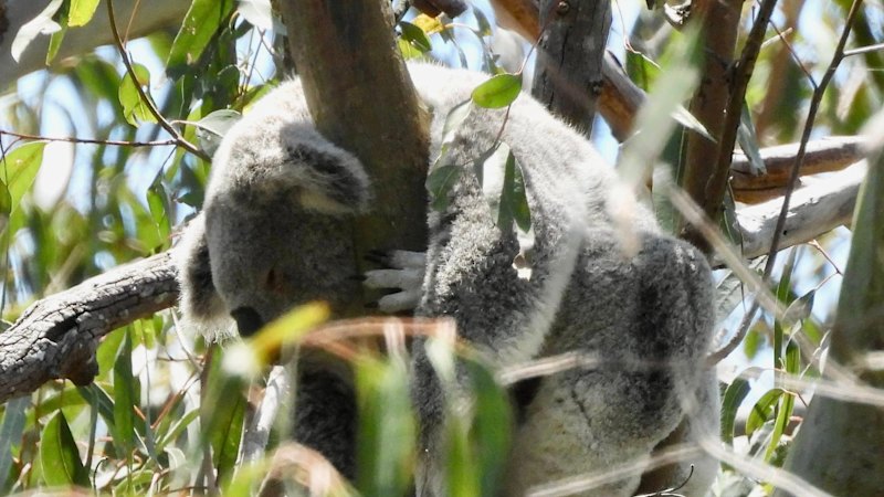 Private school plan to cut down koala habitat doesn’t stack up, council says