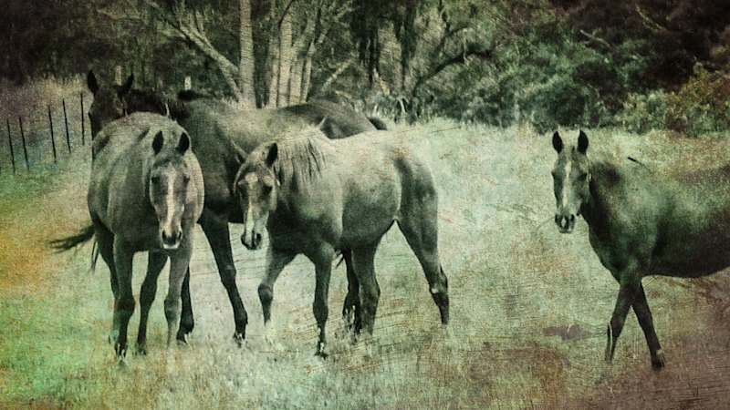 Dead ex-racehorses found on farm as owner faces criminal charges