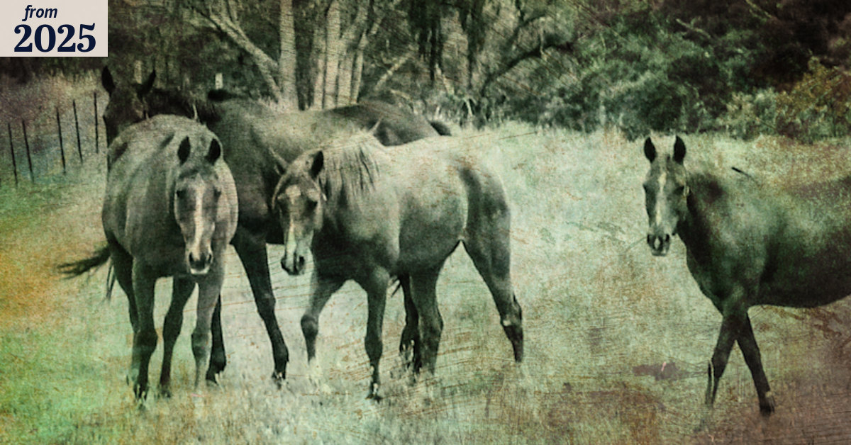 Former racehorses found dead in NSW Southern Tablelands, property owner ...