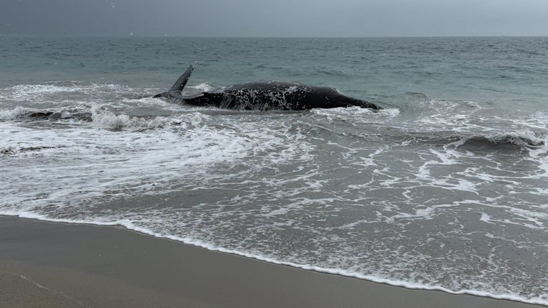 Rescuers race to save whale after it beaches itself off Port Kennedy