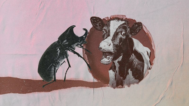 Invasive species are a nightmare. Why did CSIRO just introduce three more?