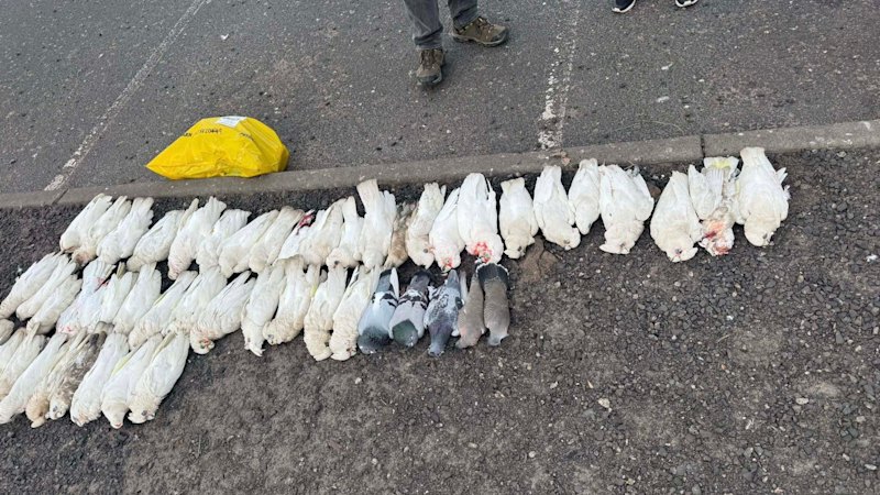 ‘They just kept dropping’: Suspected mass bird poisoning probed