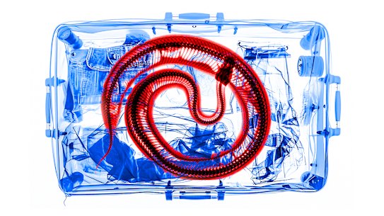 An illustration of a snake found in hand luggage.