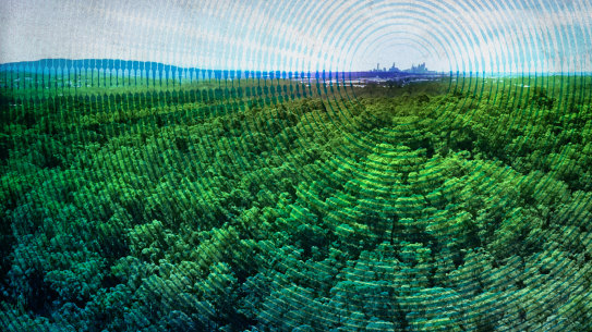 Woogaroo Forest at Springfield, with the Brisbane CBD on the horizon.