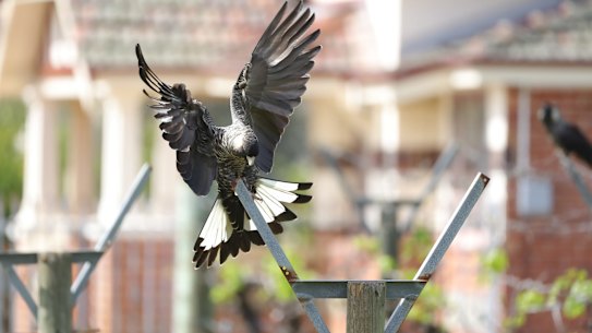 Black cockatoos photographed foraging in Caversham recently.