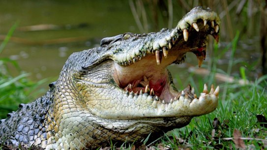 Crocodiles now have teeth designed to rip and tear.