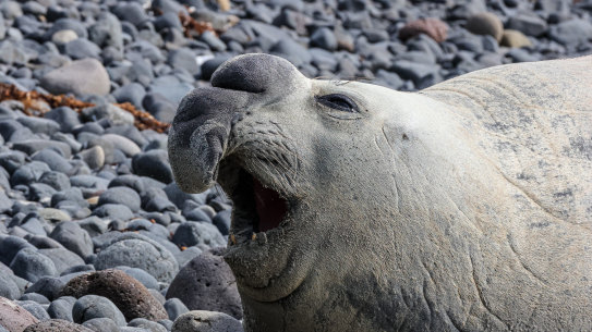 Sammi the elephant seal: best to keep your distance