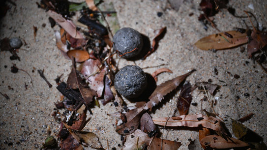 Mysterious black balls have washed ashore at Coogee Beach, prompting closure of the beach.