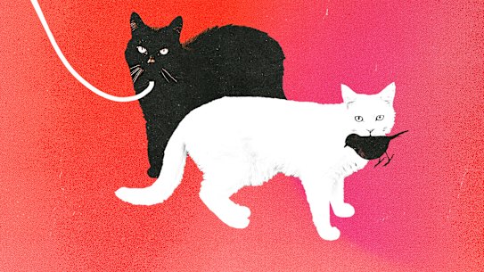 O’Malley cats rights