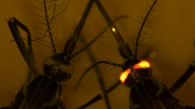 The fluorescent red mozzies that could protect us from other blood-hungry biters