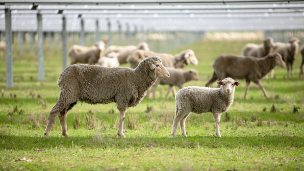 ‘It’s beneficial for the sheep’: The surprising ‘win-win’ for solar panels on farms