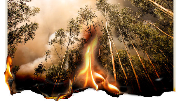 Eucalyptus trees are a fire risk around the world.