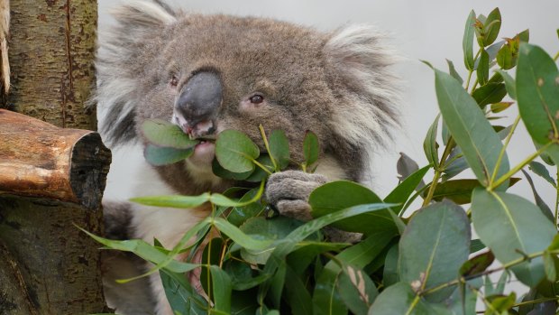 ‘Grand old’ Burke, a southern koala, dies in British zoo