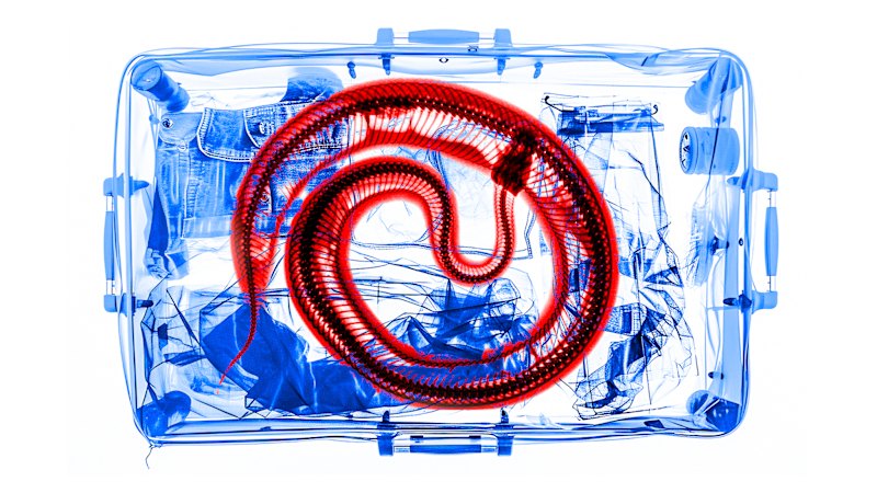 Snakes on a plane, skinks in the post: The slippery and growing problem of animal smuggling