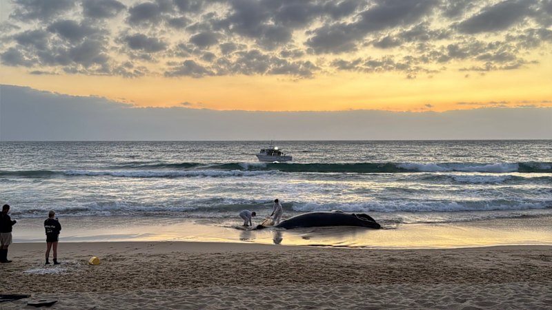 Dead whale tested for bird flu after washing up on beach near Brisbane