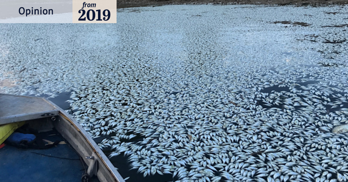 The successive government failures behind the fish kills
