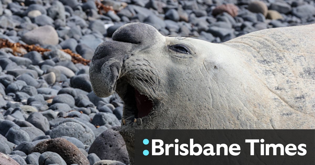Sammi the elephant seal has taken a wrong turn, and so have we - Vimarsana News