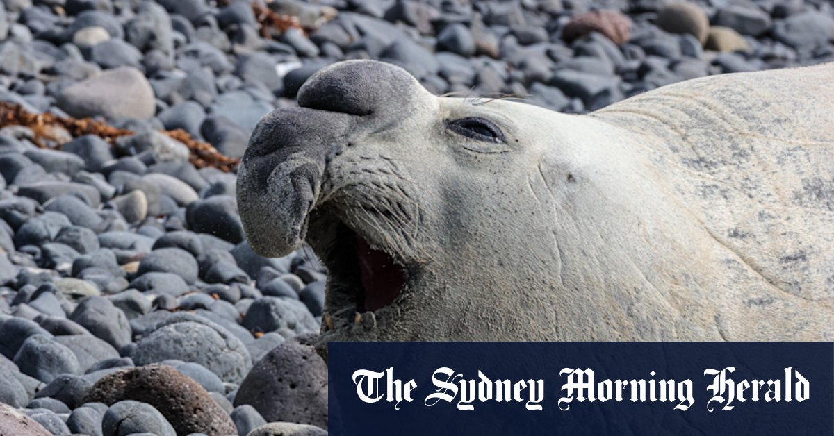 Sammi the elephant seal has taken a wrong turn, and so have we - Vimarsana News
