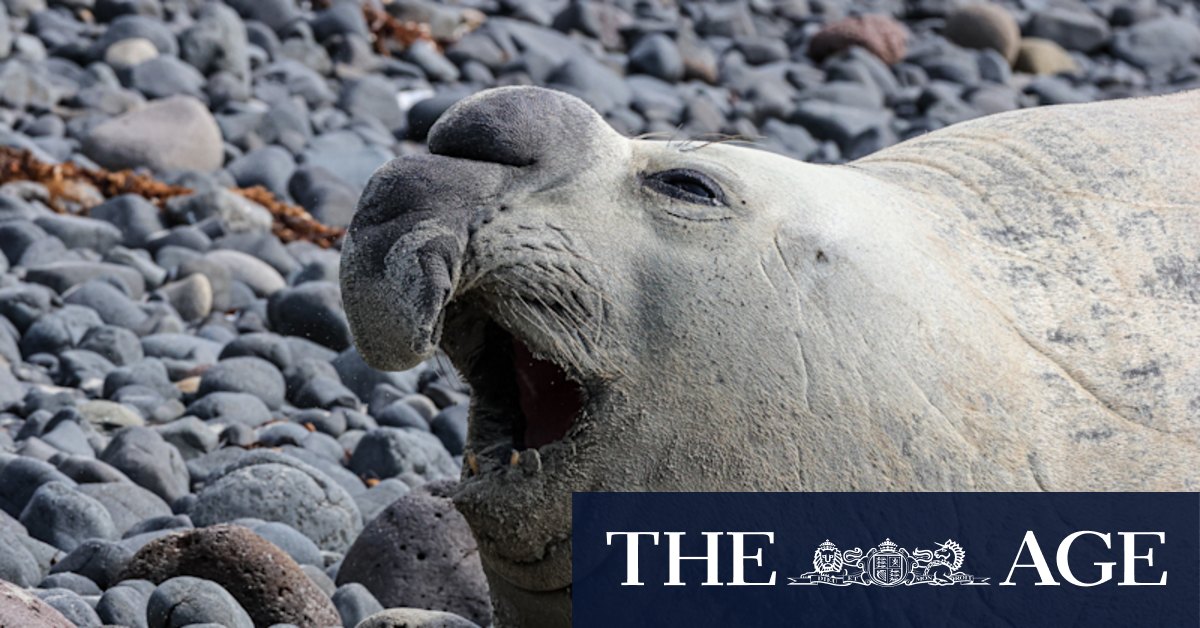 Sammi the elephant seal has taken a wrong turn, and so have we - Vimarsana News
