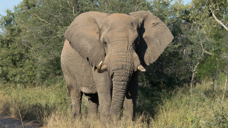 Habitat loss: the elephant in the room