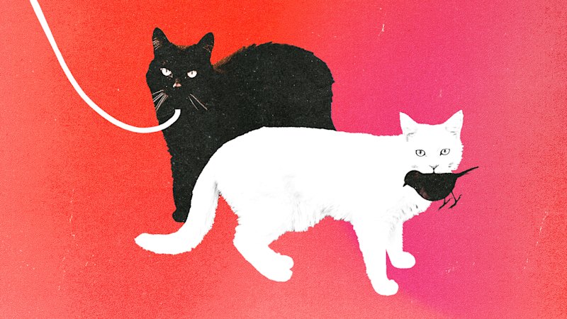 Peter Klinken urges urgent passage of WA's stalled Cat Amendment Bill (australia) — SMH