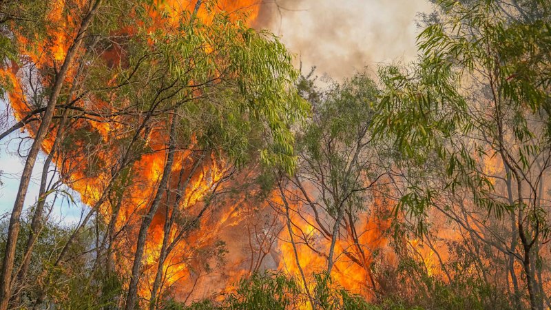 Thunderstorms, high winds fuel dangerous bushfires in WA’s Great Southern