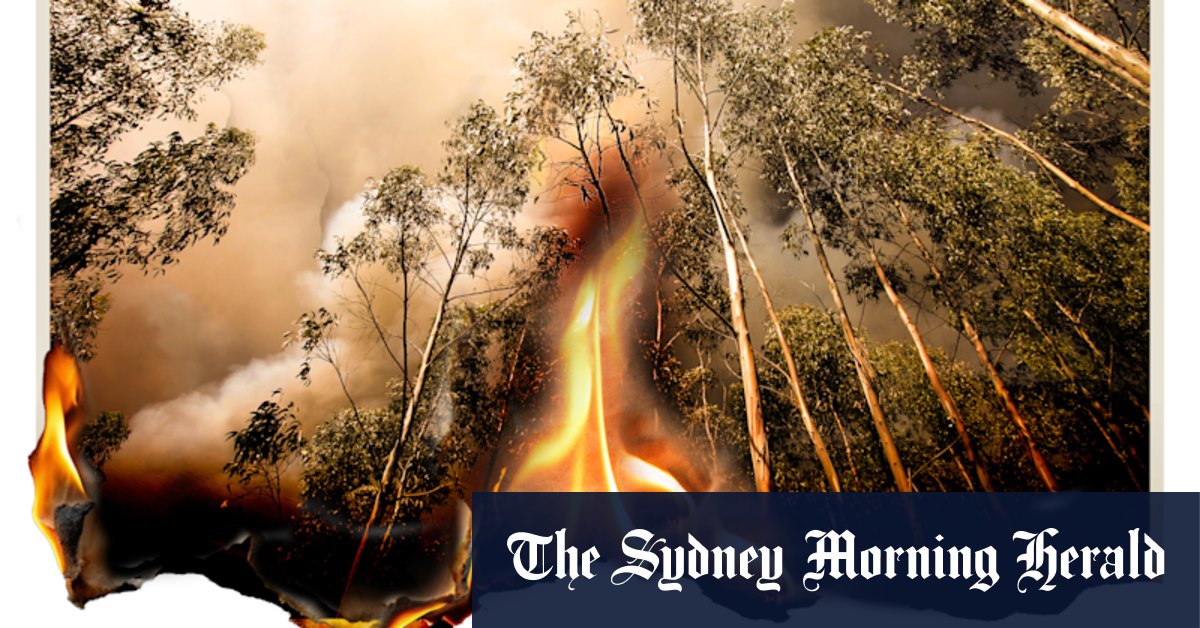 Eucalyptus trees are spreading all over the world and exacerbating bushfires