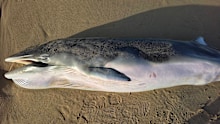 The whale has been taken away for testing to see if it was infected with bird flu.